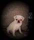 Pug Puppies for sale in Cincinnati, OH, USA. price: $1,950