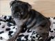 Pug Puppies for sale in Coldwater, MI 49036, USA. price: $150,000