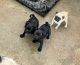 Pug Puppies for sale in Odessa, TX 79764, USA. price: $300