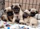 Pug Puppies for sale in Las Vegas, NV, USA. price: NA