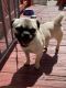 Pug Puppies for sale in Baltimore, MD, USA. price: $450