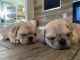 Pug Puppies for sale in Bisbee, AZ 85603, USA. price: $450
