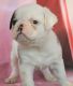 Pug Puppies for sale in Abilene, KS 67410, USA. price: $1,000