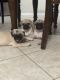 Pug Puppies for sale in Litchfield Park, AZ, USA. price: $400