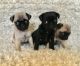 Pug Puppies for sale in Louisville, KY 40259, USA. price: $300