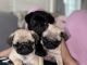 Pug Puppies for sale in Alturas, CA 96101, USA. price: $1,500