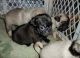 Pug Puppies for sale in Madison, MS 39110, USA. price: $300