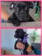 Pug Puppies for sale in San Diego, CA 92101, USA. price: $600