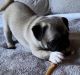 Pug Puppies for sale in San Fernando Valley, CA, USA. price: $800
