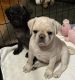 Pug Puppies for sale in Columbus, GA 31904, USA. price: $1,500
