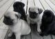 Pug Puppies for sale in Hardin, MT 59034, USA. price: $500