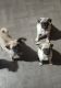 Pug Puppies for sale in San Antonio, TX, USA. price: $150