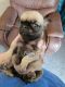 Pug Puppies for sale in Olin, NC 28660, USA. price: $900