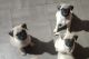 Pug Puppies for sale in San Antonio, TX, USA. price: $150