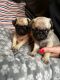 Pug Puppies for sale in Deltona, FL 32725, USA. price: $1,100