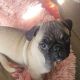 Pug Puppies for sale in Rochambeau Dr, Virginia, USA. price: $1,500