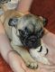 Pug Puppies for sale in Greensburg, PA 15601, USA. price: $550