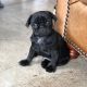 Pug Puppies for sale in San Francisco Hall, N Kenmore Ave, Chicago, IL 60660, USA. price: $850