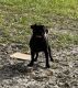 Pug Puppies for sale in Dunnellon, FL, USA. price: $800