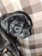 Pug Puppies for sale in Islandton, SC 29929, USA. price: NA
