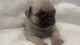 Pug Puppies for sale in Woodland Park, NJ 07424, USA. price: $950