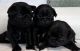 Pug Puppies for sale in Victoria, BC, Canada. price: $2,200