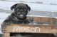 Pug Puppies for sale in Brookville, OH 45309, USA. price: $800