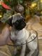 Pug Puppies for sale in Deltona, FL 32725, USA. price: $1,100