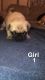 Pug Puppies for sale in Dothan, AL, USA. price: $400