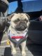 Pug Puppies for sale in Pittsburg, CA, USA. price: $200
