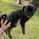 Pug Puppies for sale in Dunnellon, FL, USA. price: $900