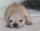 Pug Puppies for sale in Dallas, TX, USA. price: $2,000