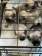 Pug Puppies for sale in Louisville, Kentucky. price: $800