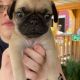 Pug Puppies for sale in Virginia Beach, VA, USA. price: $1,200