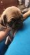 Pug Puppies for sale in Victorville, California. price: $650