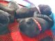 Pug Puppies for sale in Tampa, Florida. price: NA