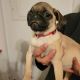 Pug Puppies for sale in Holland, Michigan. price: $650
