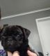 Pug Puppies for sale in Armstrong, IA 50514, USA. price: $800