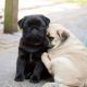 Pug Puppies for sale in Cheyenne, Wyoming. price: $550