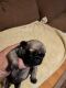 Pug Puppies for sale in Edgerton, WI 53534, USA. price: $1,500