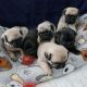 Pug Puppies for sale in Plainfield, Connecticut. price: $1,000