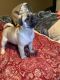 Pug Puppies for sale in Spring, Texas. price: $500