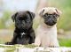 Pug Puppies for sale in Baltimore, Maryland. price: $400