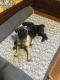 Pug Puppies for sale in Palo Alto, CA, USA. price: $450