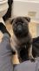 Pug Puppies for sale in Monmouth, Oregon. price: $500