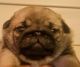 Pug Puppies for sale in Chiefland, Florida. price: $3,500
