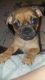 Pug Puppies for sale in Geraldton, Western Australia. price: $500