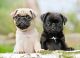 Pug Puppies for sale in Milwaukee, Wisconsin. price: $500