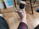 Pug Puppies for sale in Plainfield, Connecticut. price: $700