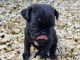 Pug Puppies for sale in Naperville, Illinois. price: $600